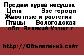 Продам курей несушек › Цена ­ 350 - Все города Животные и растения » Птицы   . Вологодская обл.,Великий Устюг г.